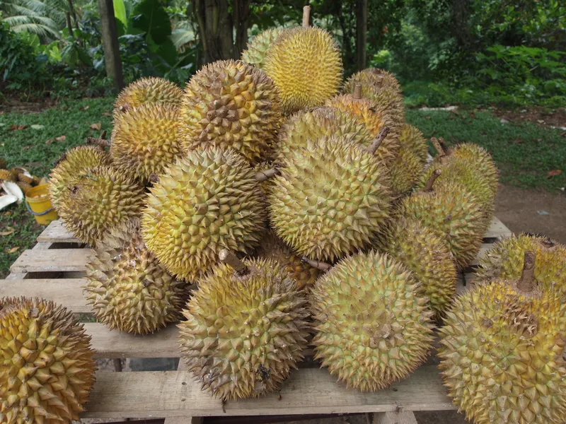 Be humbled by durian, the famously smelly King of Fruits