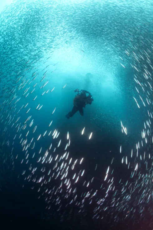 Scuba diving in [[Moalboal]], [[Philippines]].