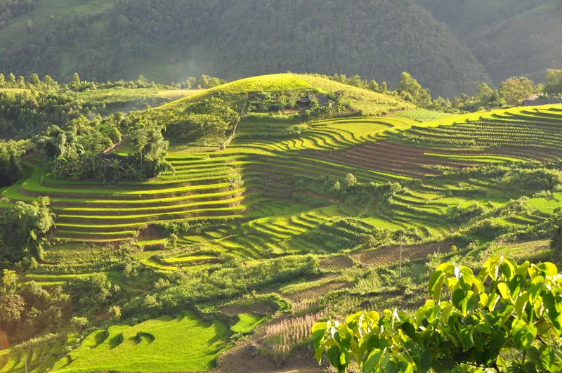 Ruộng bậc thang ở Sa Pa