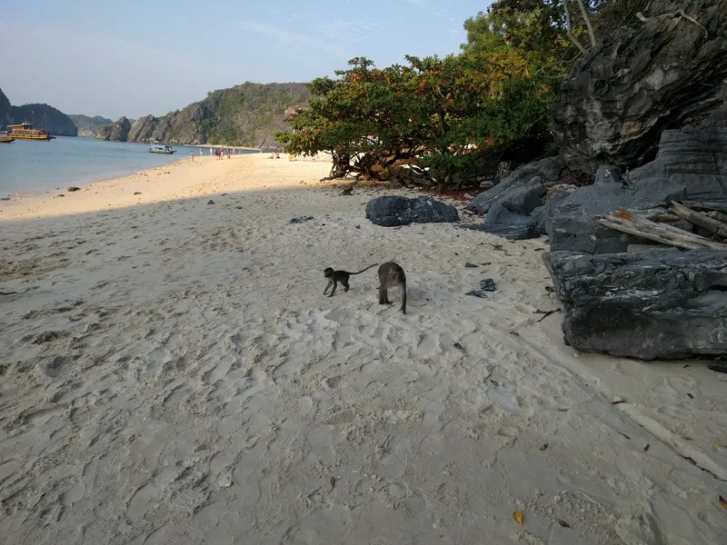 Monkeys on Monkey Island