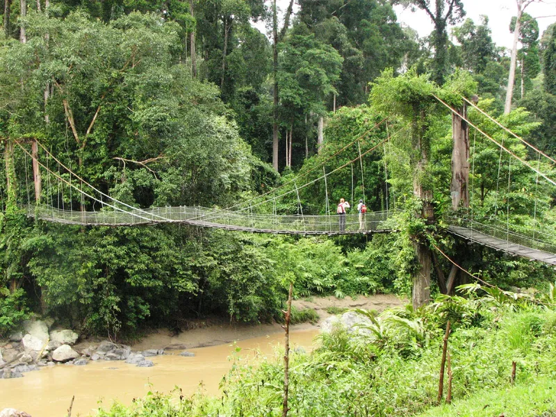 Bridge in the rainforest in [[Sabah]], Malaysian Borneo.