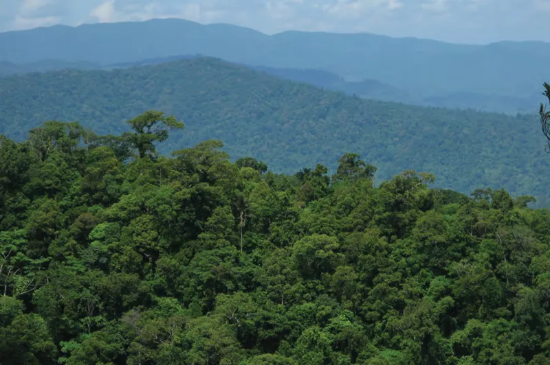 Tropical rainforests in [[Luzon]], [[Philippines]]
