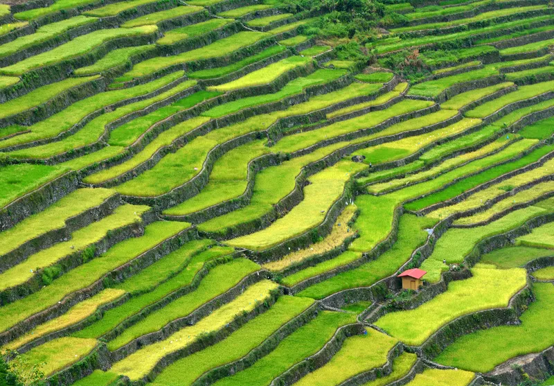 Rice terraces at Banaue in the Cordillera region, Philippines.